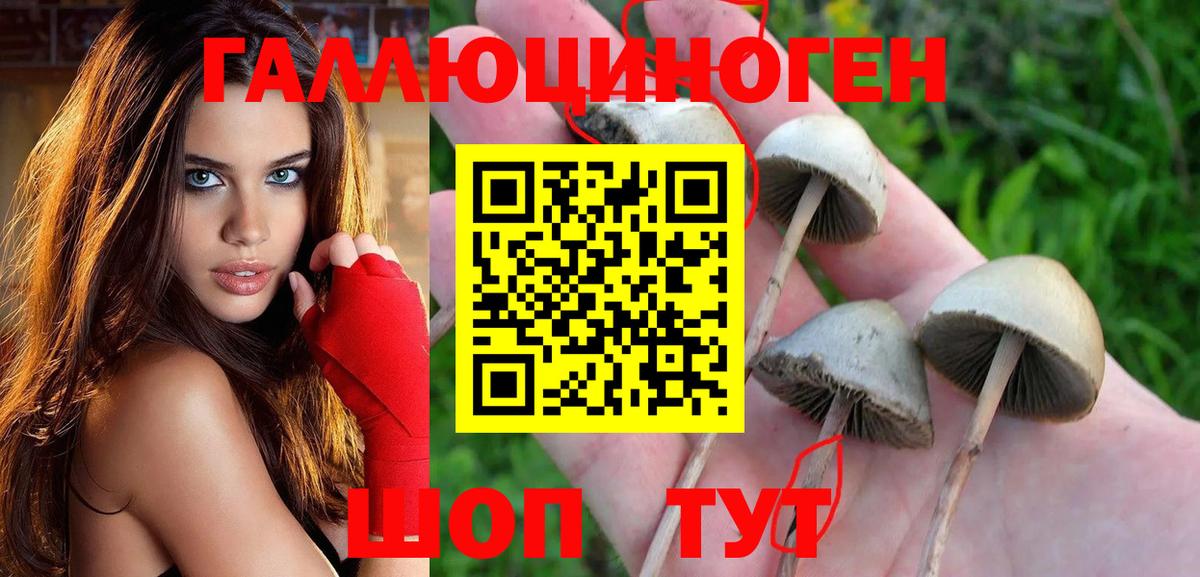 Подольск  Галлюциногенные грибы Cubensis  Вход с VPN 